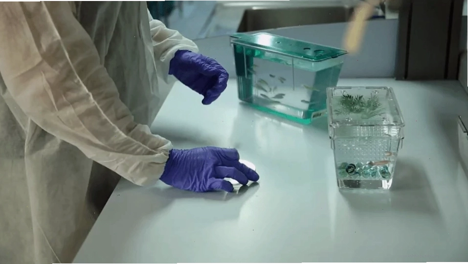 Các chiến lược lai tạo và nhân giống cá ngựa vằn (zebrafish)