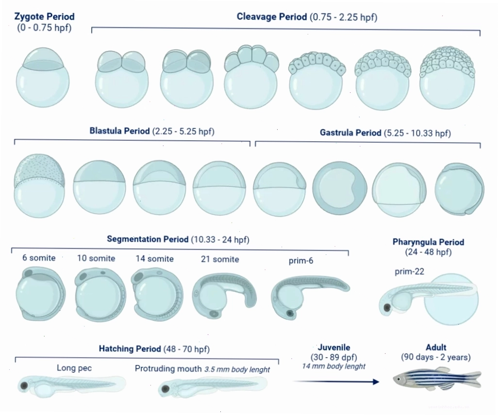 Các giai đoạn phát triển của cá ngựa vằn (zebrafish)