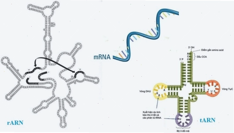 Các loại RNA tham gia vào quá trình tổng hợp protein