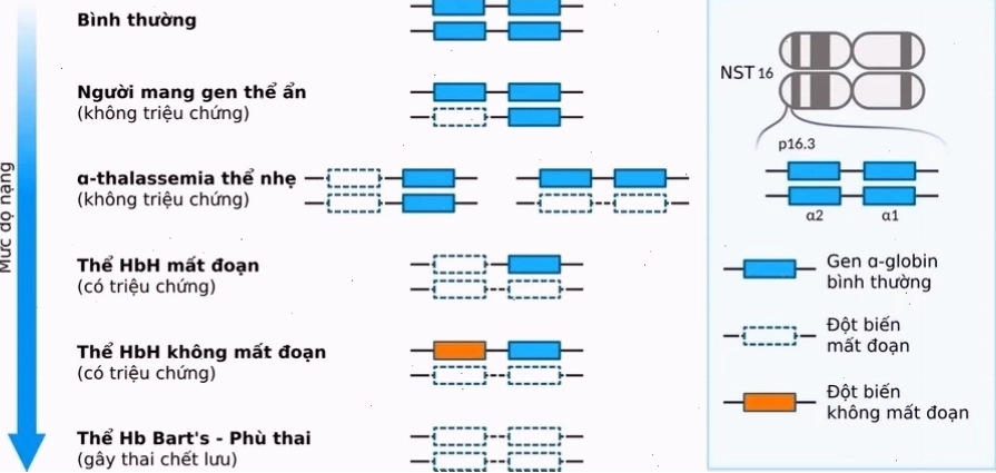 Các thể Alpha Thalassemia