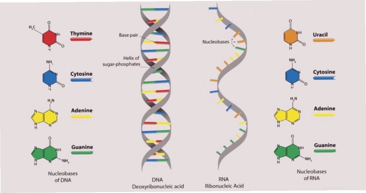 Các ứng dụng của RNA trong y học và công nghệ sinh học
