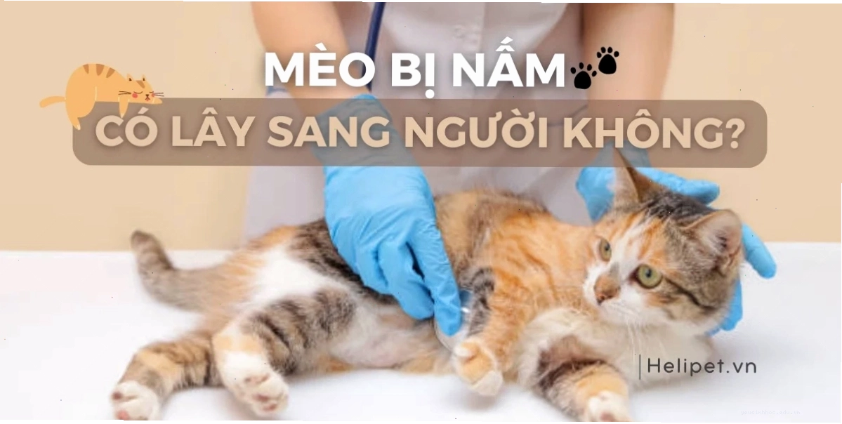 Cách phòng tránh lây nhiễm nấm từ mèo sang người