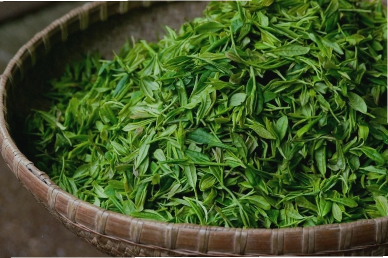 Cách trị nổi mẩn đỏ ngứa bằng bài thuốc dân gian