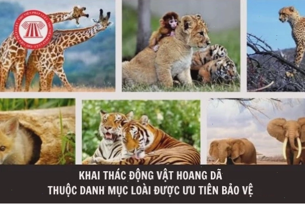 Cán bộ kiểm lâm tuần tra bảo vệ rừng