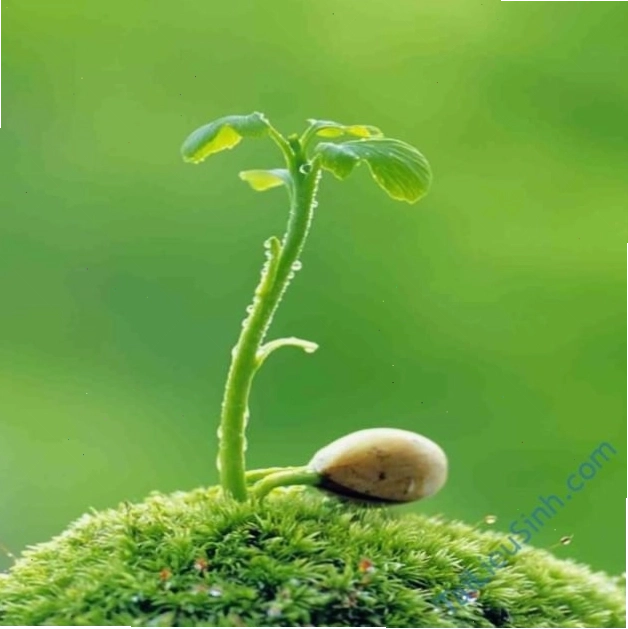 Cận cảnh lá cây trinh nữ cụp lại khi bị chạm vào, minh họa tính cảm ứng của thực vật
