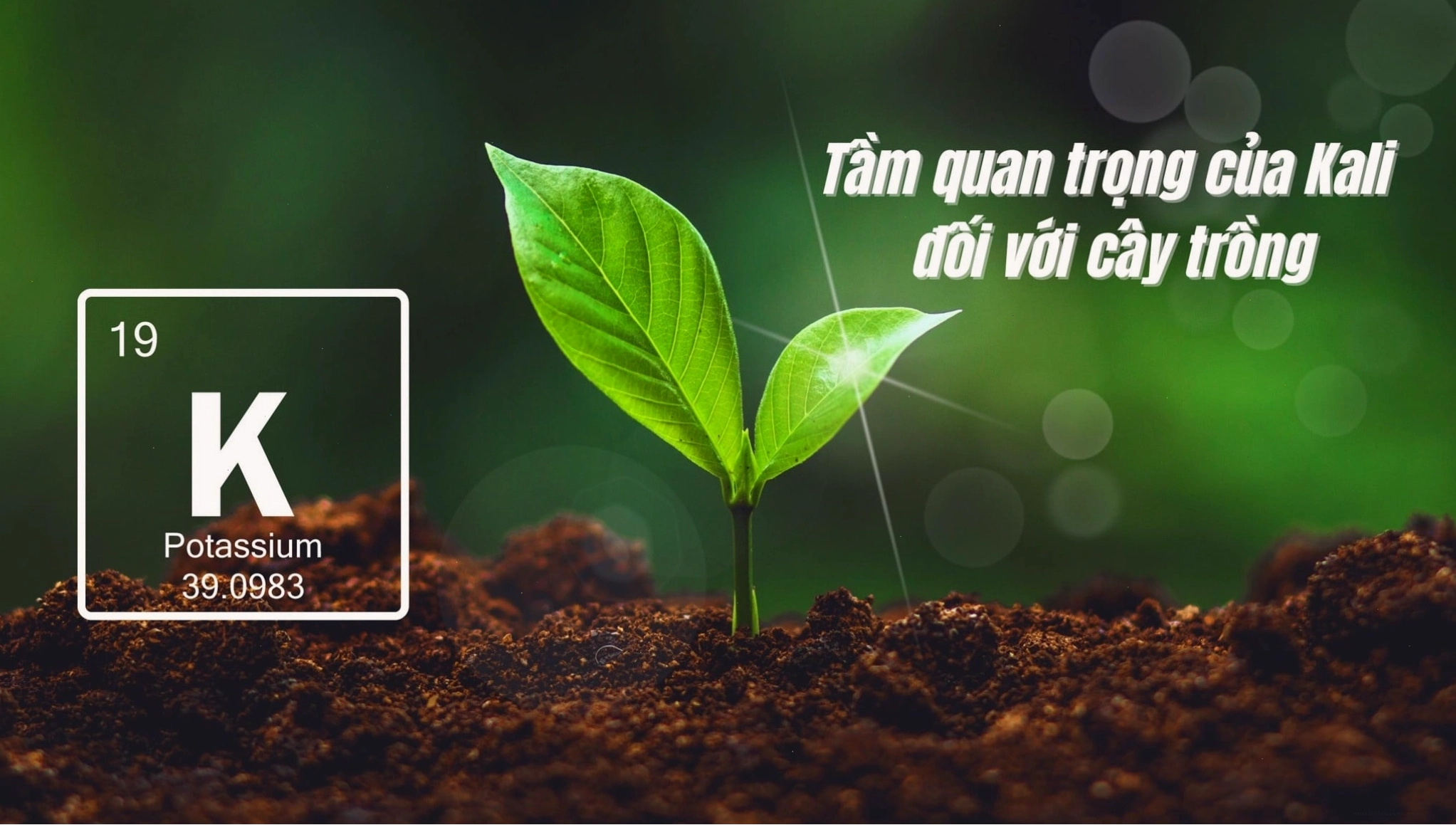 Cận cảnh lá cây trồng với biểu hiện thiếu kali
