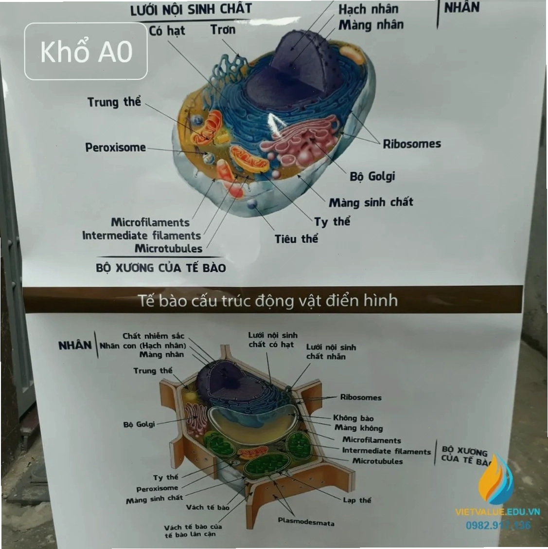 Cận cảnh thành tế bào thực vật, nhấn mạnh vai trò cấu trúc và bảo vệ