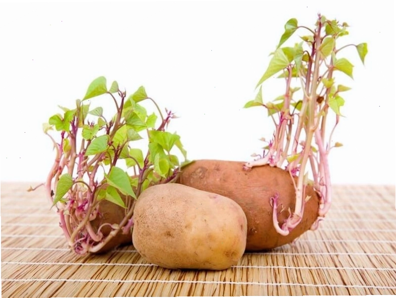 Cành chiết của cây đang phát triển rễ