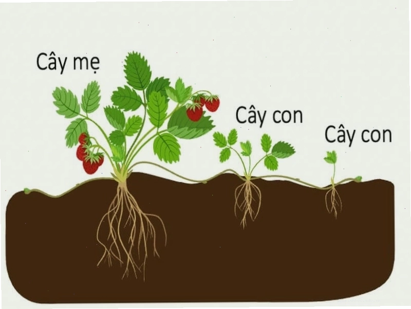 Cành ghép đang phát triển trên gốc ghép