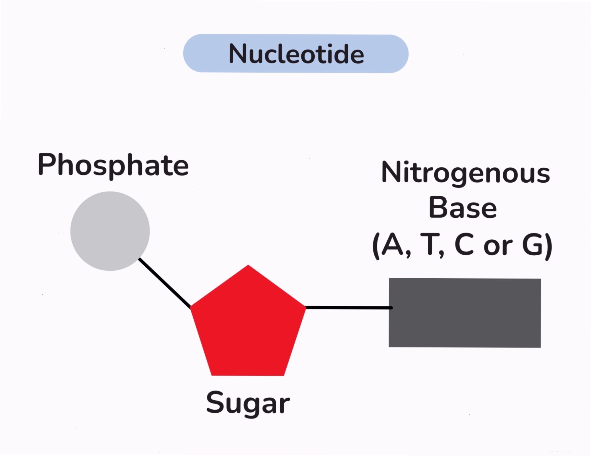Cấu tạo cơ bản của nucleotide bao gồm đường, nhóm phosphate và bazơ nitric