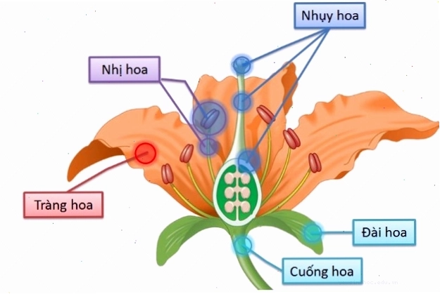 Cấu tạo của hoa thực vật