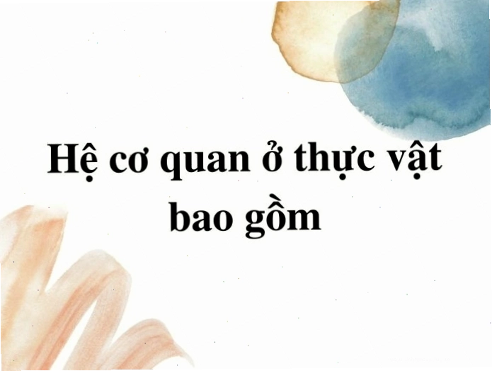 Cấu tạo hệ rễ thực vật và chức năng hấp thụ nước, muối khoáng