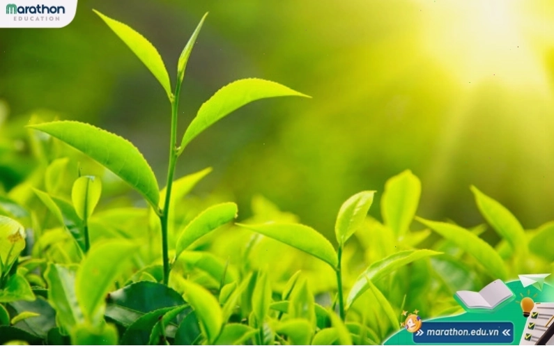 Cấu tạo lá cây và vị trí diễn ra quá trình quang hợp