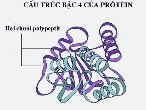 Cấu trúc bậc 4 của hemoglobin