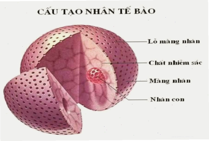 Cấu trúc chi tiết của nhân tế bào, làm rõ dịch nhân và nhân con