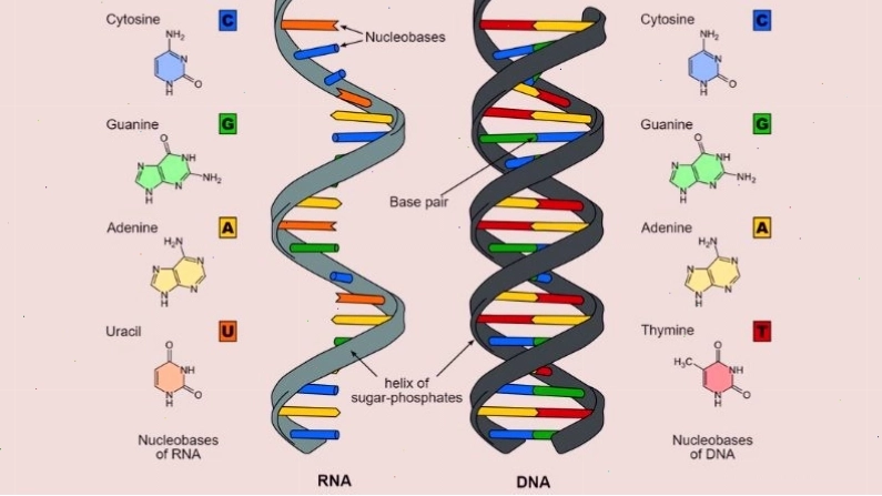 Cấu trúc chuỗi xoắn kép của DNA