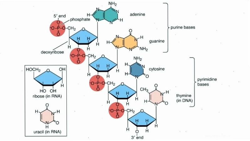 Cấu trúc của nucleic acid bao gồm chuỗi dài các đơn phân nucleotide