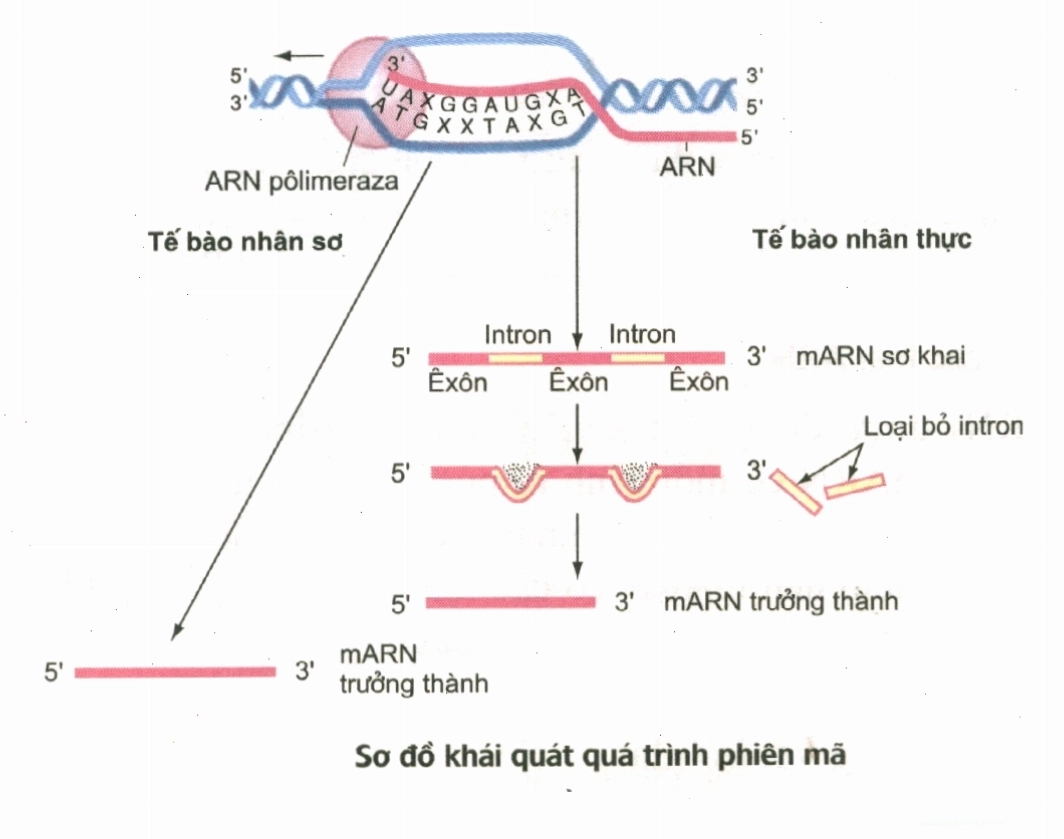 Cấu trúc của RNA polymerase tham gia phiên mã