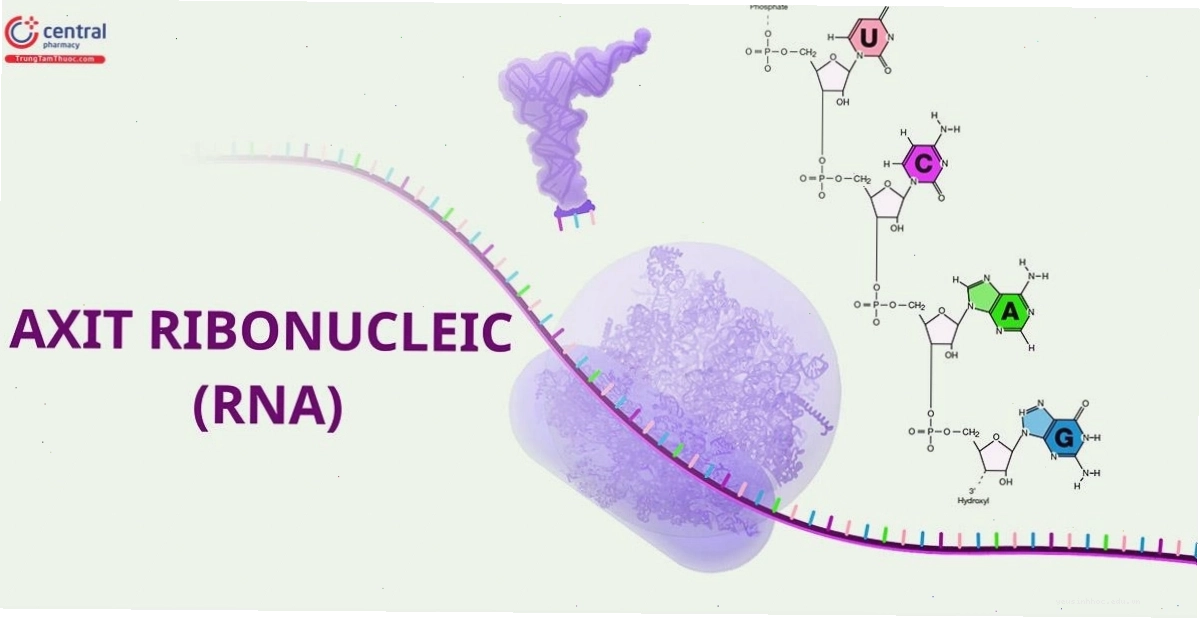 Cấu trúc enzyme RNA polymerase