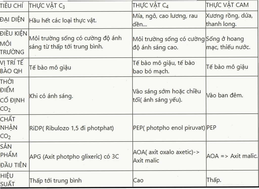 Cấu trúc lá thực vật C4