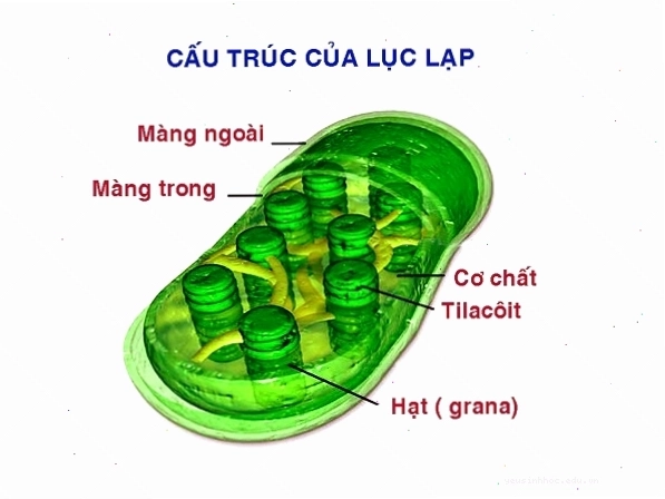 Cấu trúc lục lạp và vai trò của diệp lục