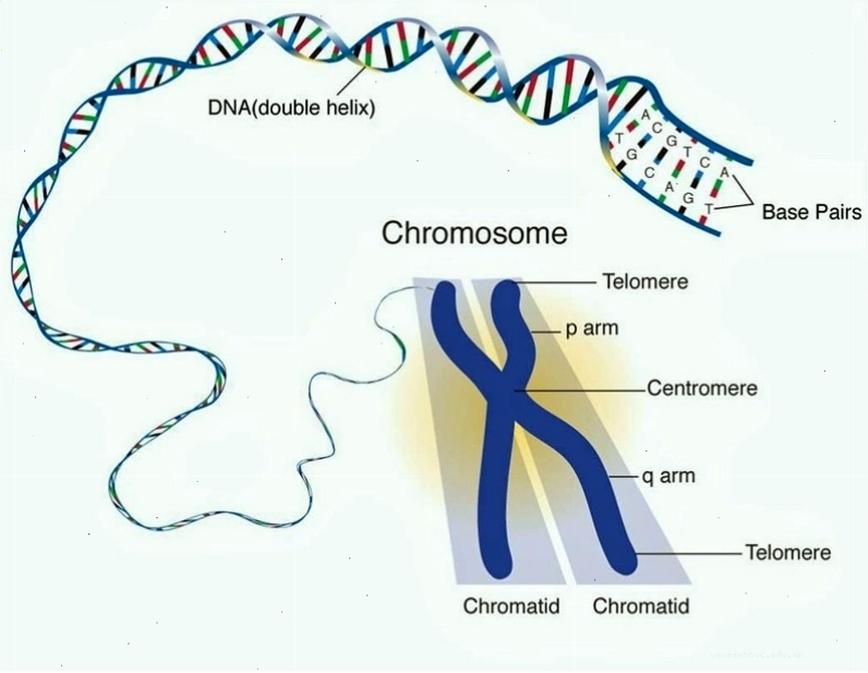 Cấu trúc nhiễm sắc thể được tạo nên từ phân tử ADN và protein histone