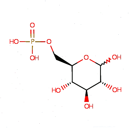 Cấu trúc phân tử glucose-6-phosphate