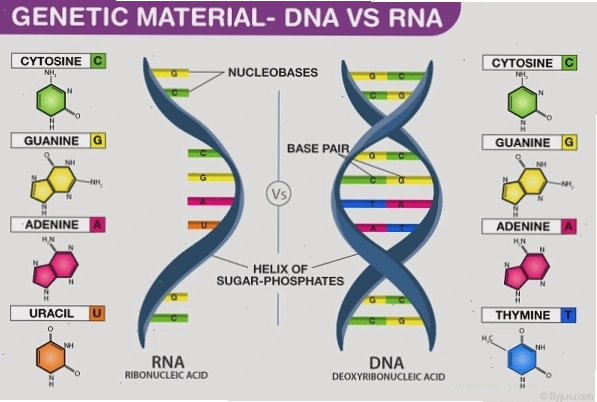 Cấu trúc phân tử RNA và DNA, nền tảng của gen