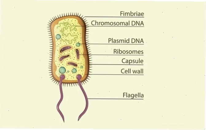 Cấu trúc tế bào prokaryotic với thành tế bào, màng sinh chất và vùng nucleoid