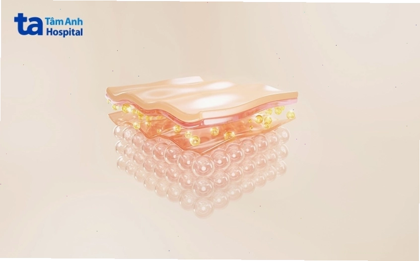 Cấu trúc tổng thể của da người bao gồm thượng bì, trung bì và hạ bì