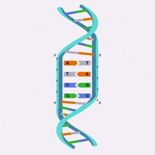 Cấu trúc xoắn kép của phân tử DNA