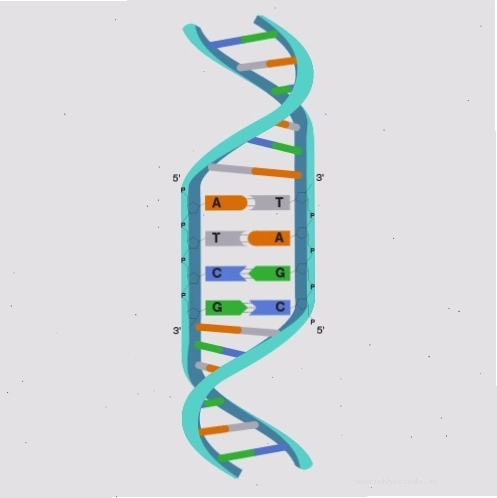 Cấu trúc xoắn kép DNA, nền tảng của Organisms biến đổi gen