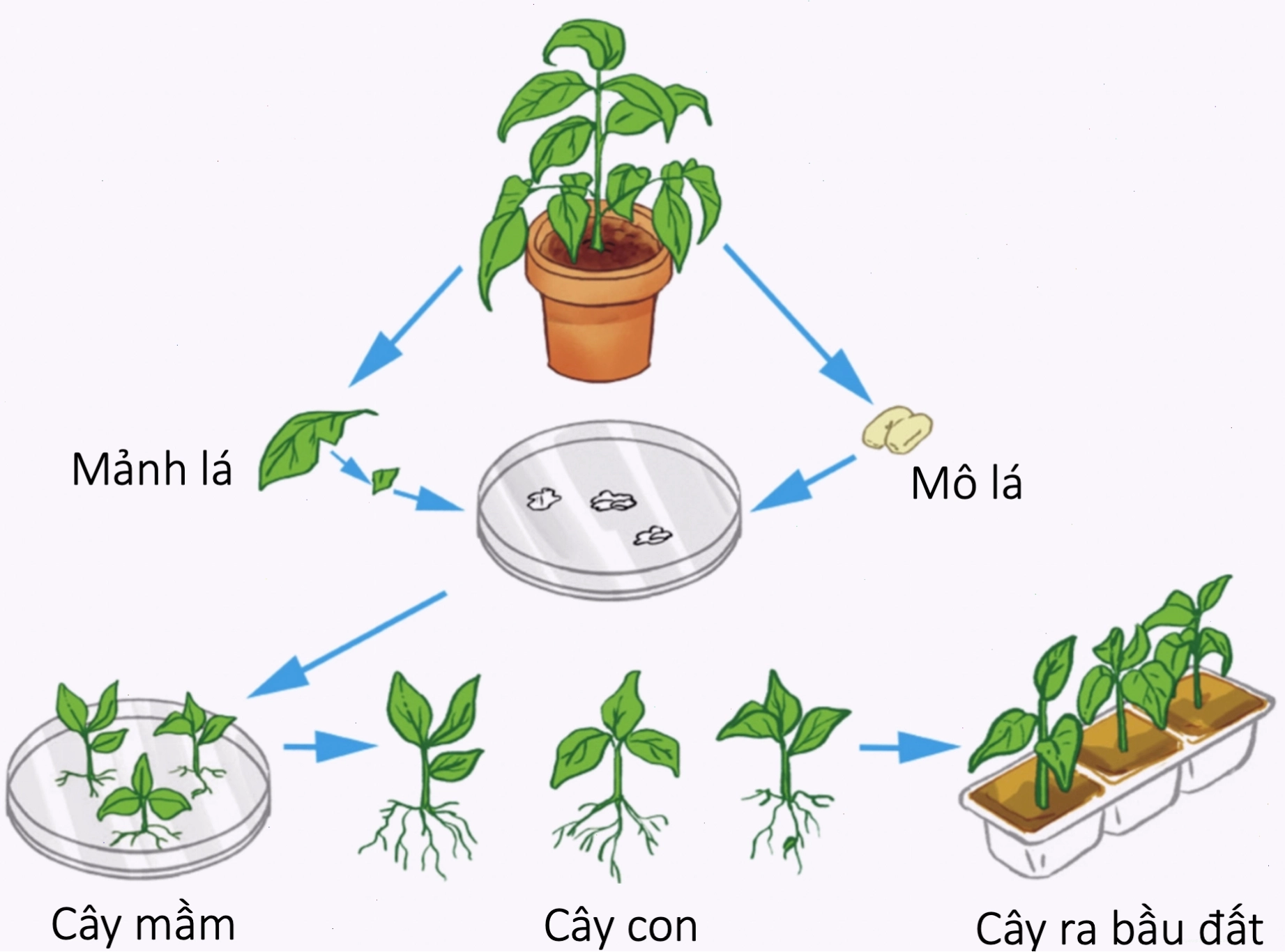 Cây ăn quả được tạo ra từ sinh sản hữu tính