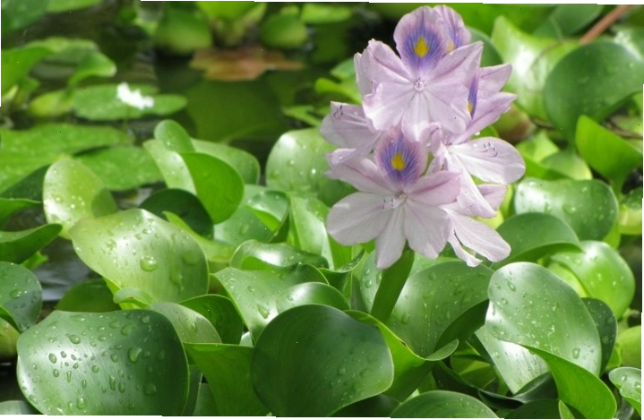 Cây bèo tây với khả năng lọc nước vượt trội
