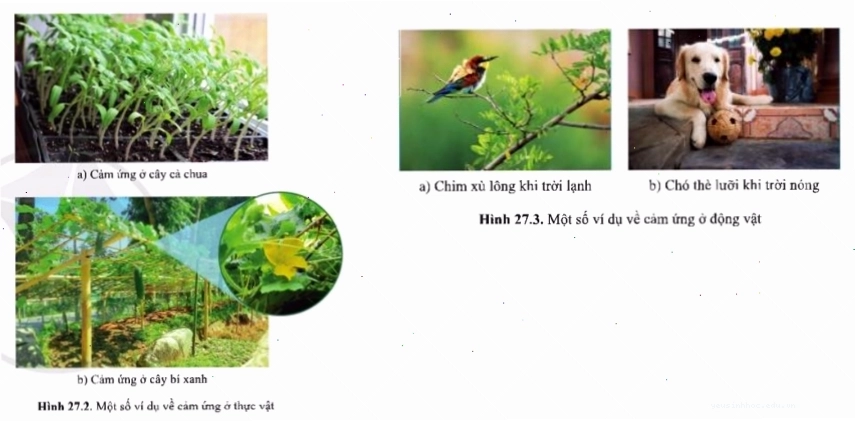 Cây cà chua thể hiện phản ứng cảm ứng với môi trường