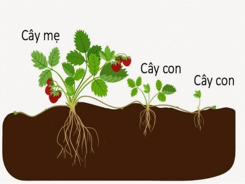 Cây con mọc từ lá cây thuốc bỏng