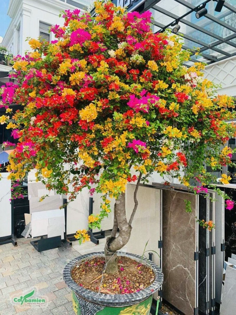 Cây hoa Giấy rực rỡ sắc màu