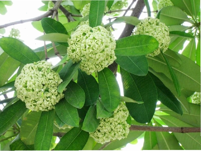 Cây Hoa sữa