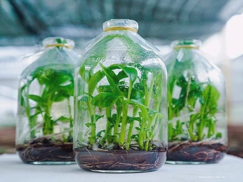 Cây khoai tây với các mầm chồi trên củ
