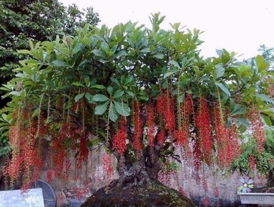 Cây Lộc vừng, một loài thực vật hạt kín có hoa đẹp