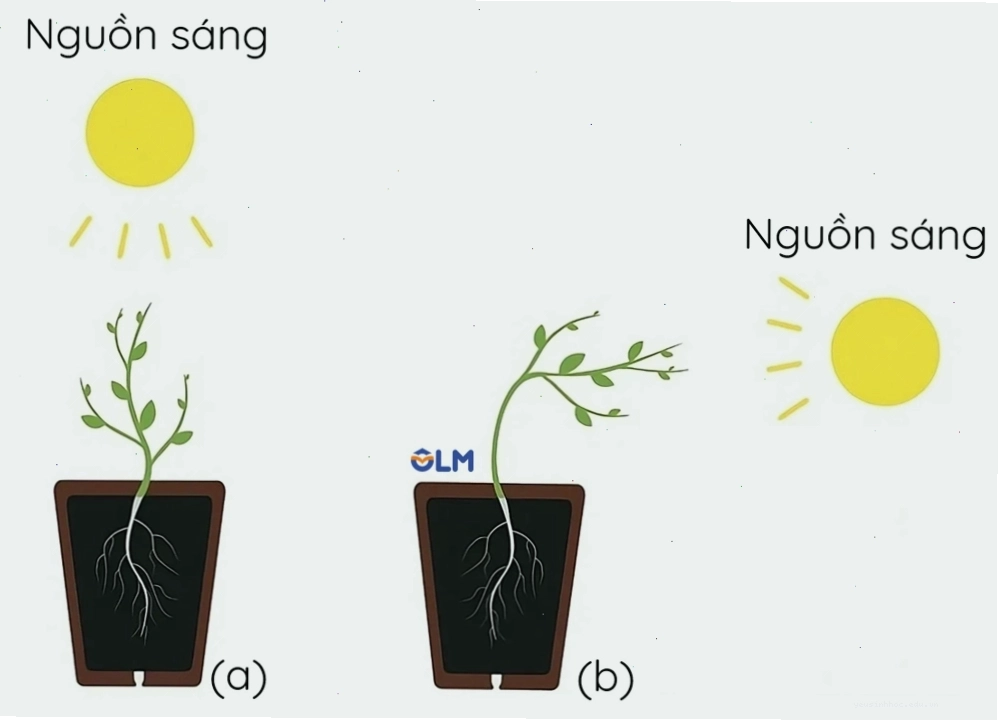 Cây non sinh trưởng hướng về phía có ánh sáng