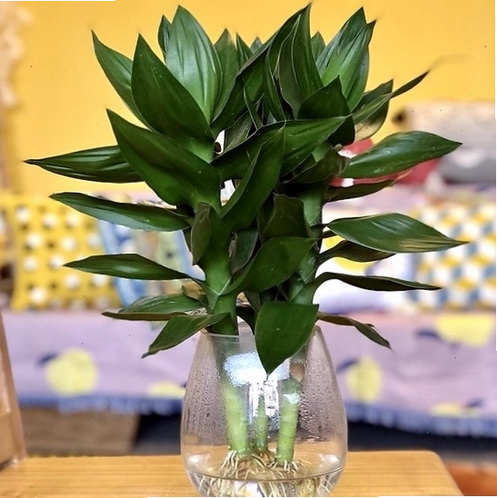 Cây phát tài trồng thủy sinh, mang ý nghĩa phong thủy