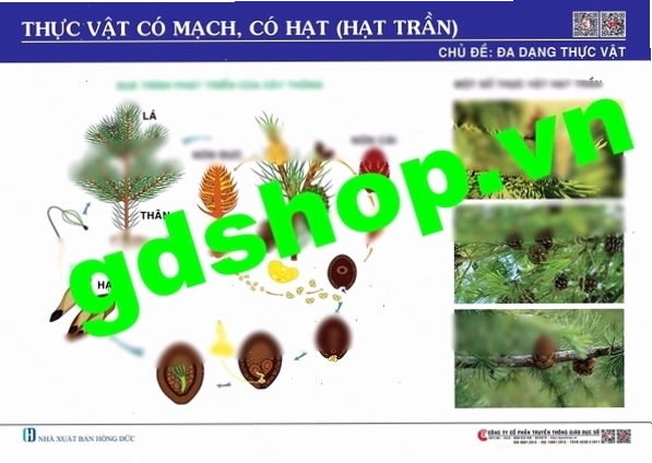 Cây thông với nón đực và nón cái đại diện cho thực vật có mạch có hạt