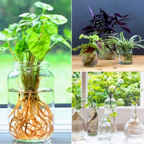 Cây thủy sinh trang trí bàn làm việc, mang lại không gian xanh