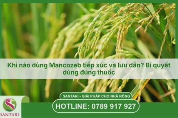 Cây trồng cần được chăm sóc tốt để quang hợp hiệu quả
