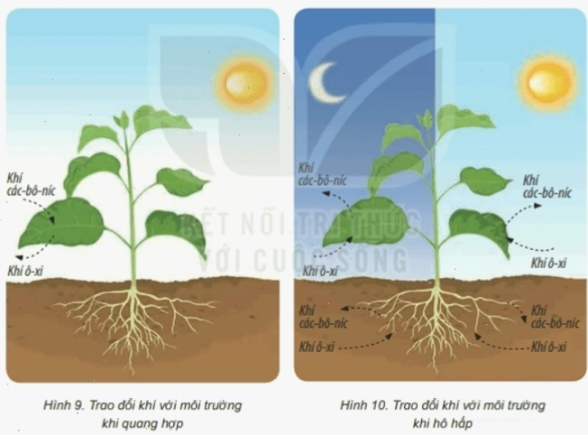 Cây xanh phát triển tốt trong môi trường đất tơi xốp và thoáng khí