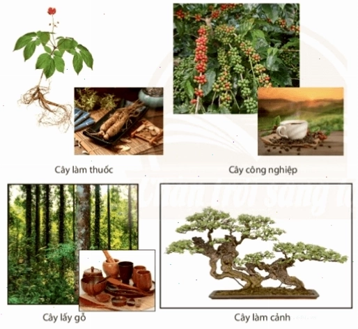 Cây xanh quang hợp, giải phóng oxy và hấp thụ CO2