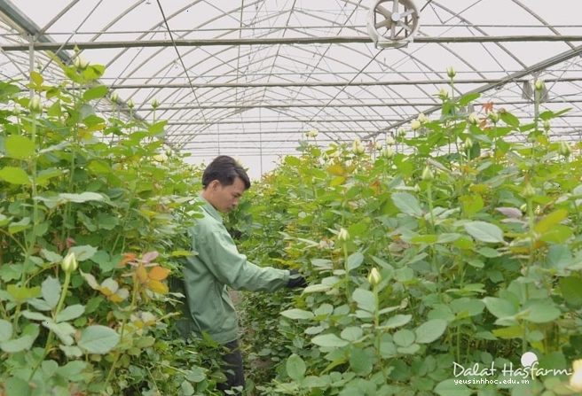 Chăm sóc hoa hồng tỉ mỉ