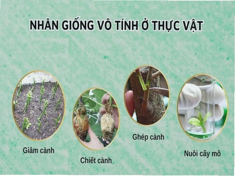 Chậu hoa hồng với nhiều nụ và hoa đang nở rộ