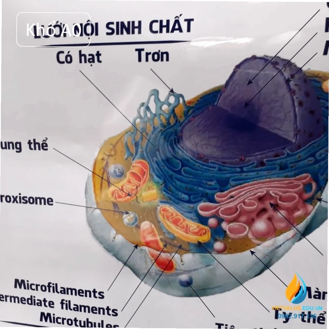 Chi tiết cấu trúc lục lạp trong tế bào thực vật, minh họa quá trình quang hợp